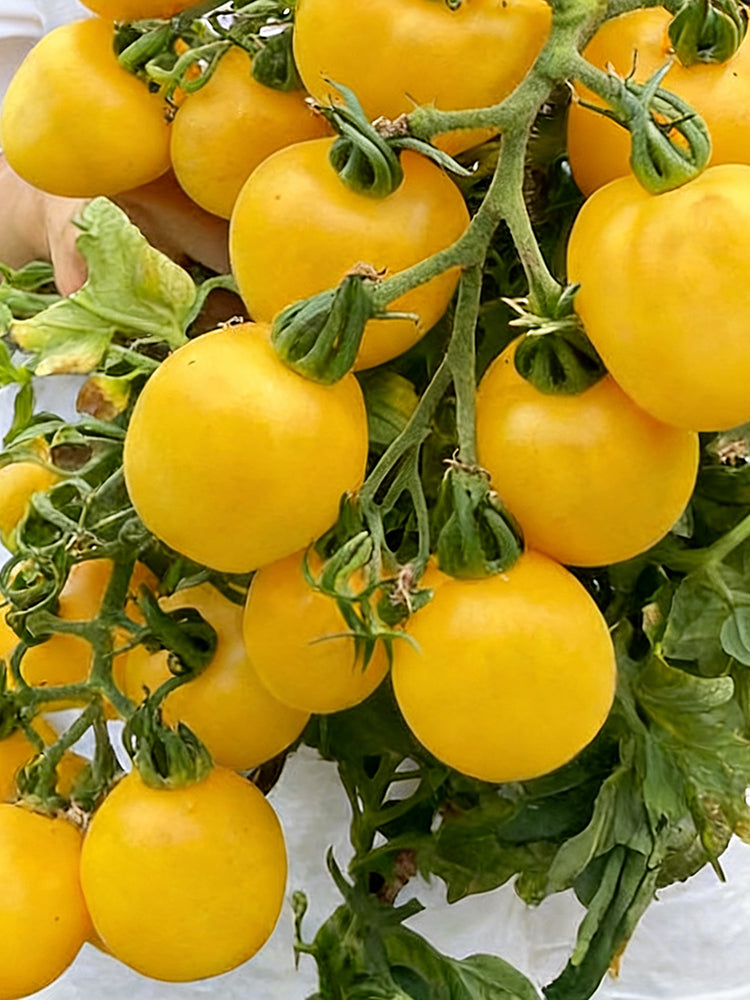 Super Sweet Yellow Peach Fruit Tomato