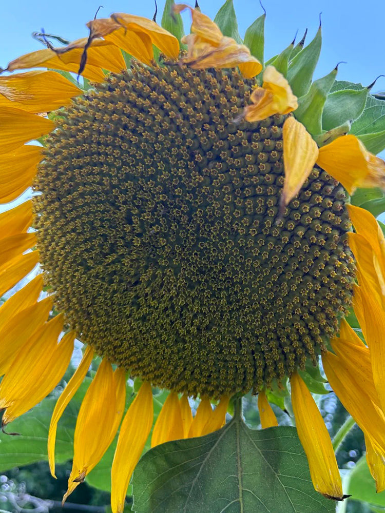 Dwarf Edible Sunflower