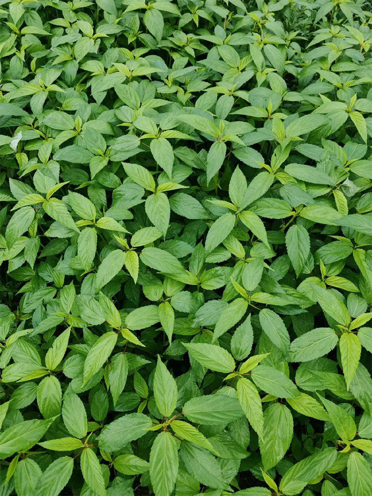 Chaozhou Jute Leaves