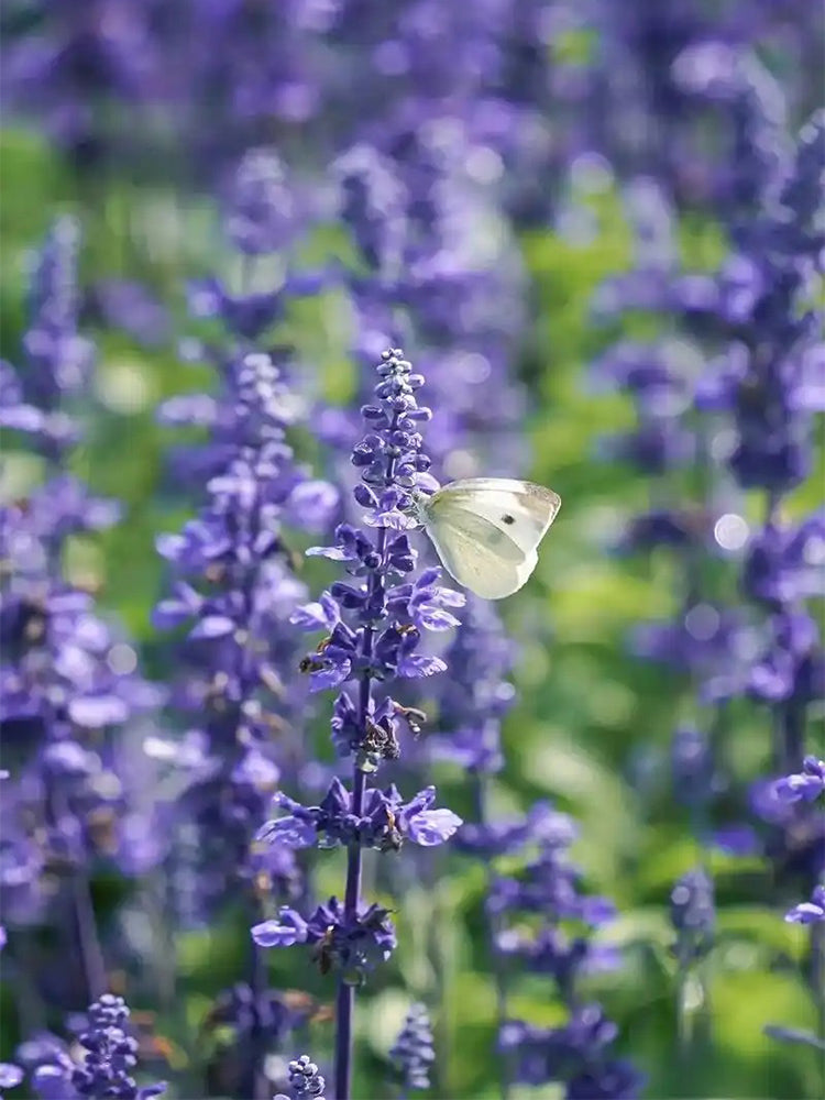 Hezhichun Lavender