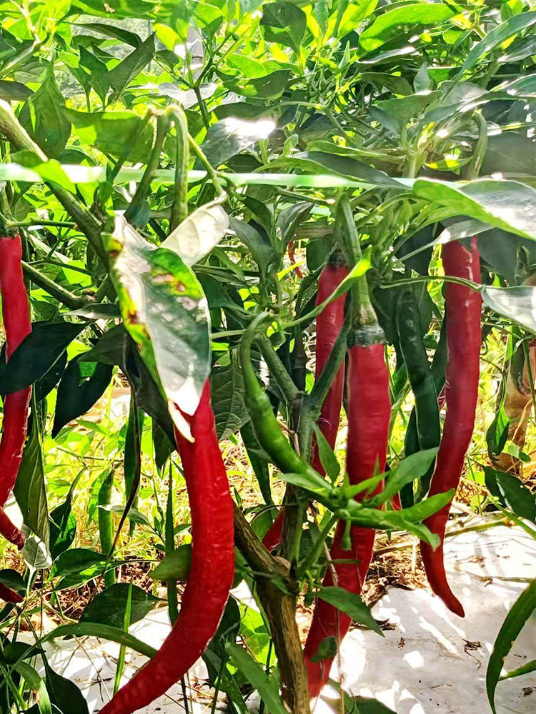 Hongtianxia String Peppers