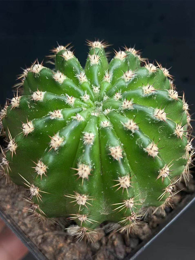Echinopsis hybrid 'Nongtaojin'