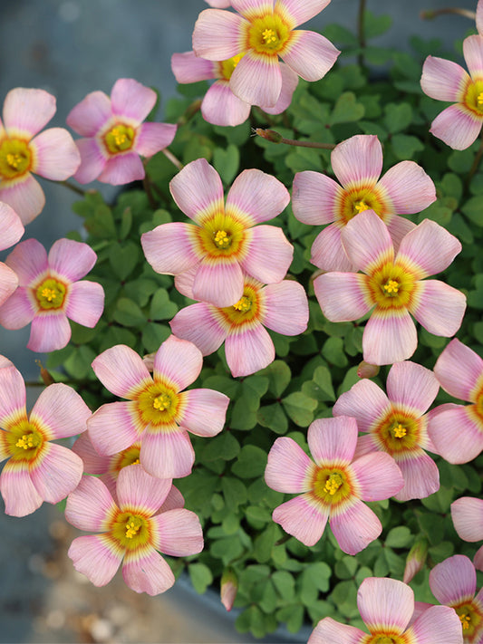 Oxalis obtusa Series Bulb - 'Echo'