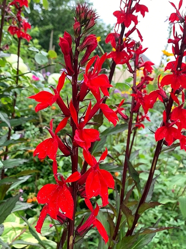 'Queen Victoria' Cardinal Flower