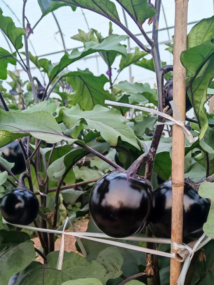 'Heiyuanshuai' Round Eggplant