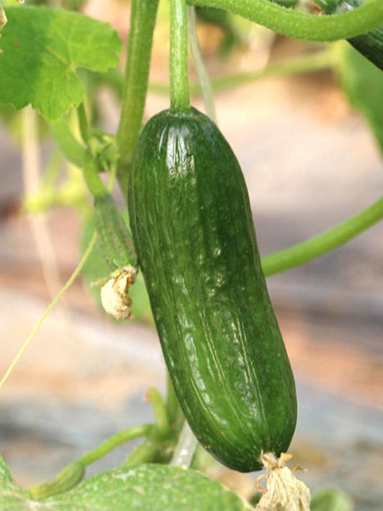 'Hemei 198' Mini Cucumber