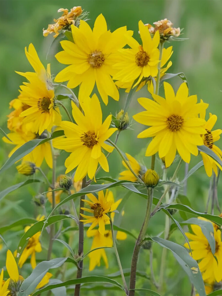 Maximilian Prairie Sunflower