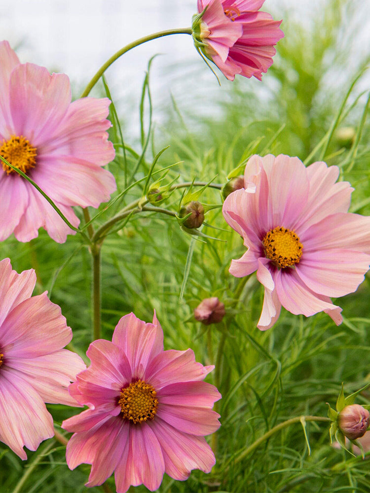 Hezhichun Cosmos bipinnatus 'Apricotta'