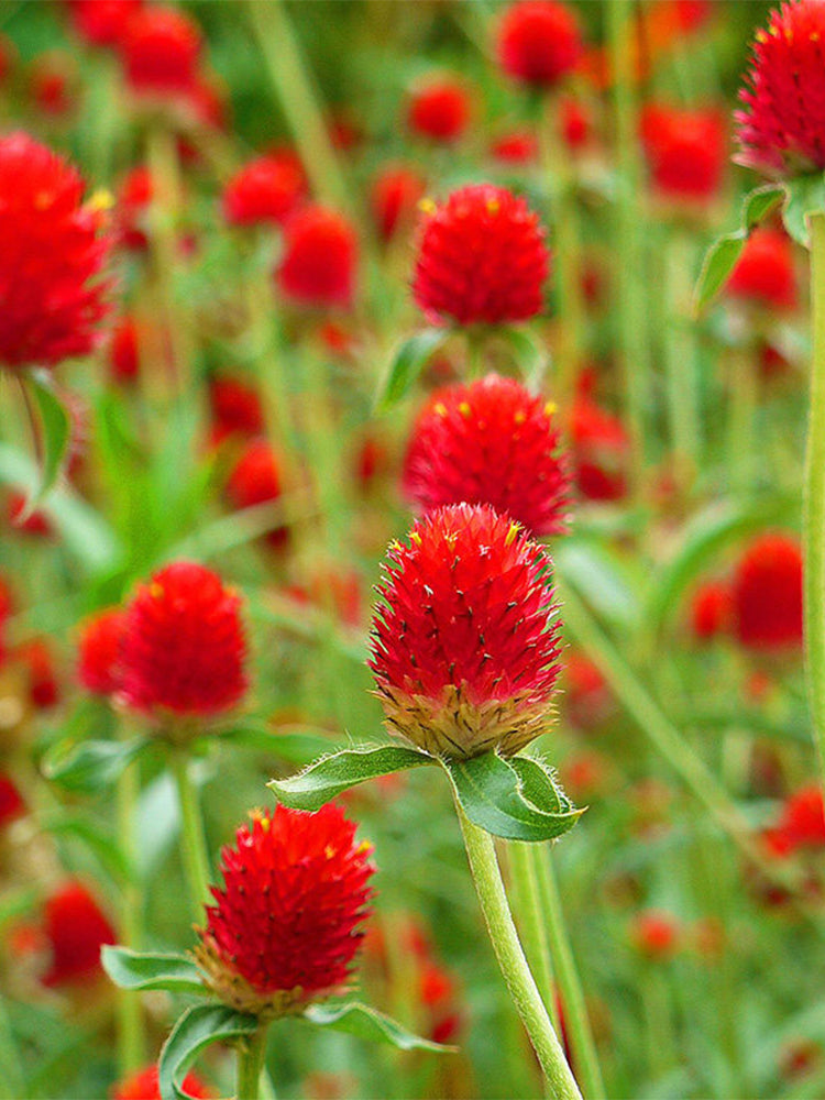 Hezhichun Globe Amaranth