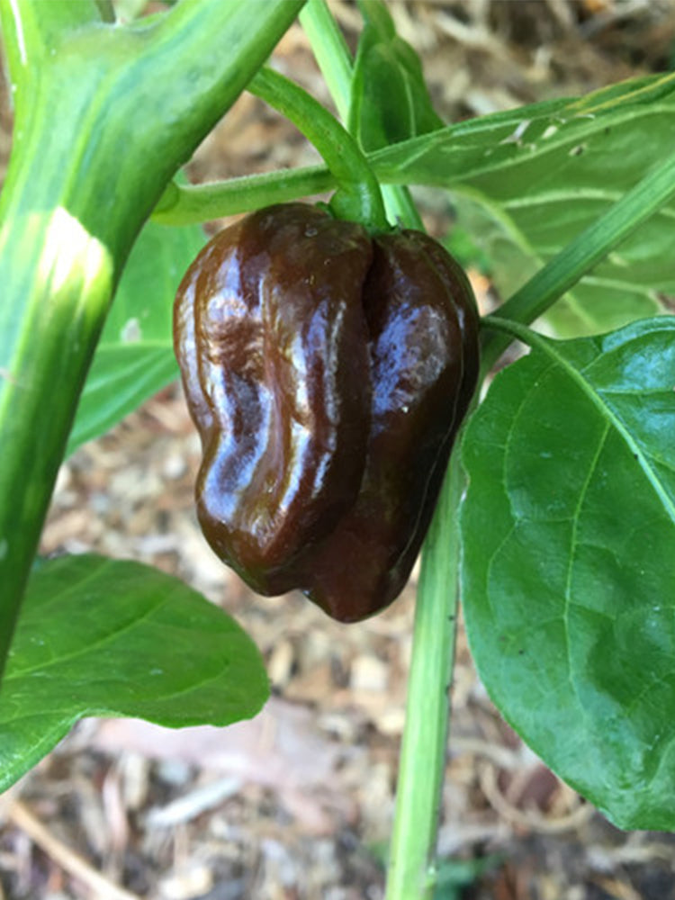Chocolate Habanero