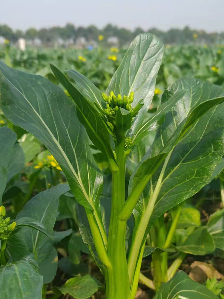 'Li Jian' 120-Day Sweet Choy Sum