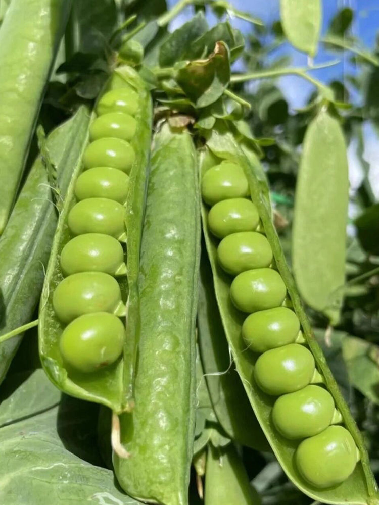 Edible Green Pea