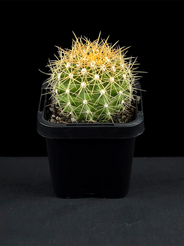 Ferocactus schwarzii
