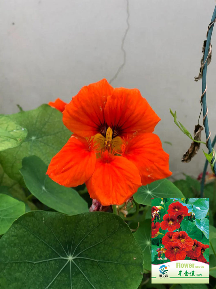 Hezhichun Red Nasturtium