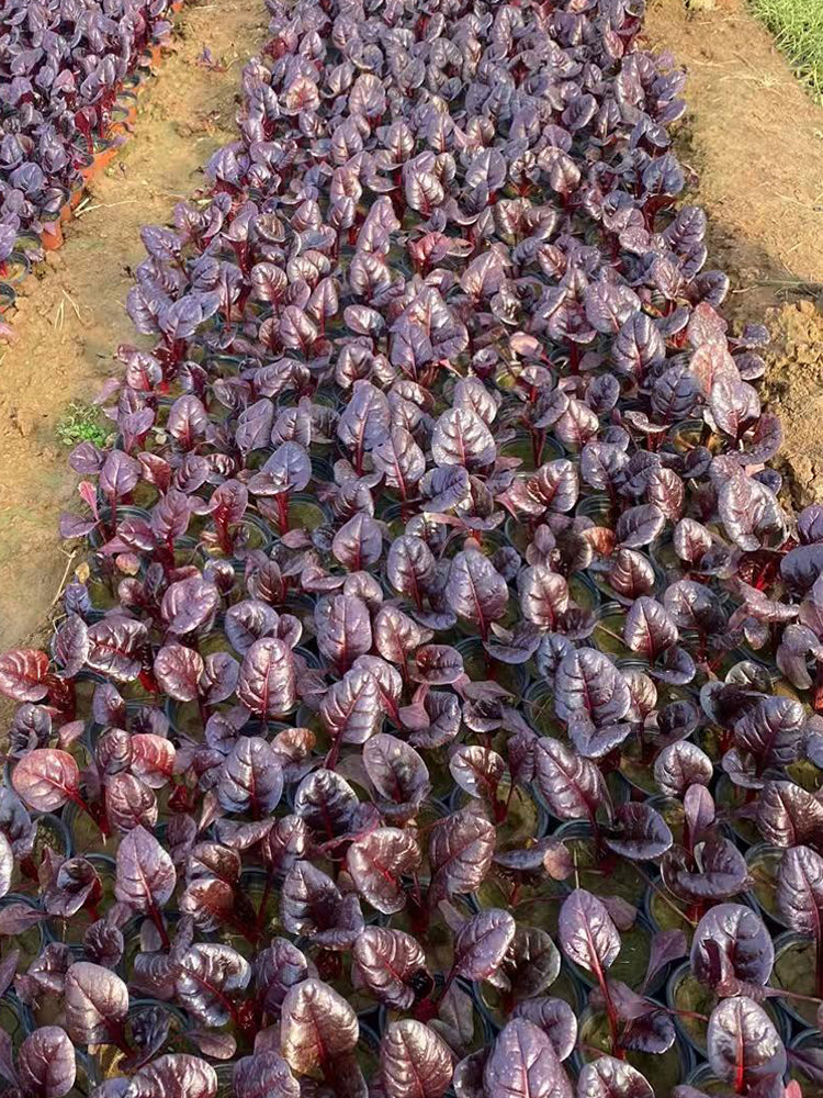 Purple Red Leaf Beet