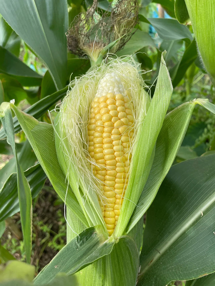 Xiami Sweet Corn