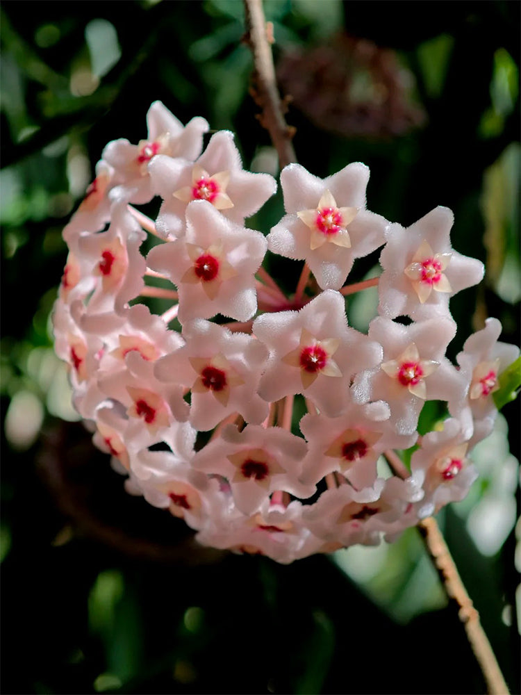 Hoya Jianfenglingensis Unrooted Stem Cuttings