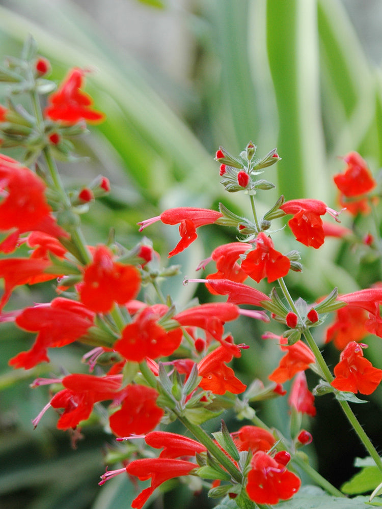 Red Flowering Sage