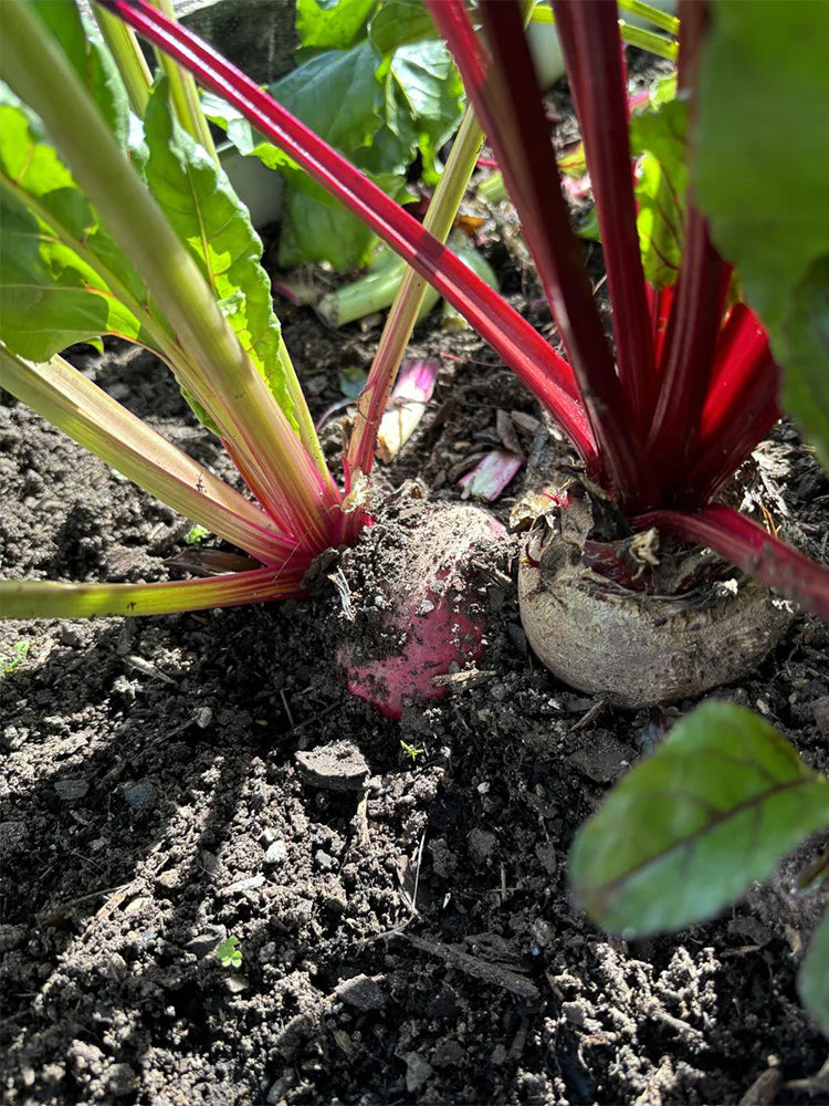 Dutch Red Beetroot