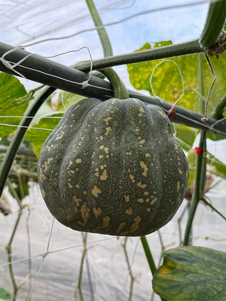 Prolific Fragrant Pumpkins