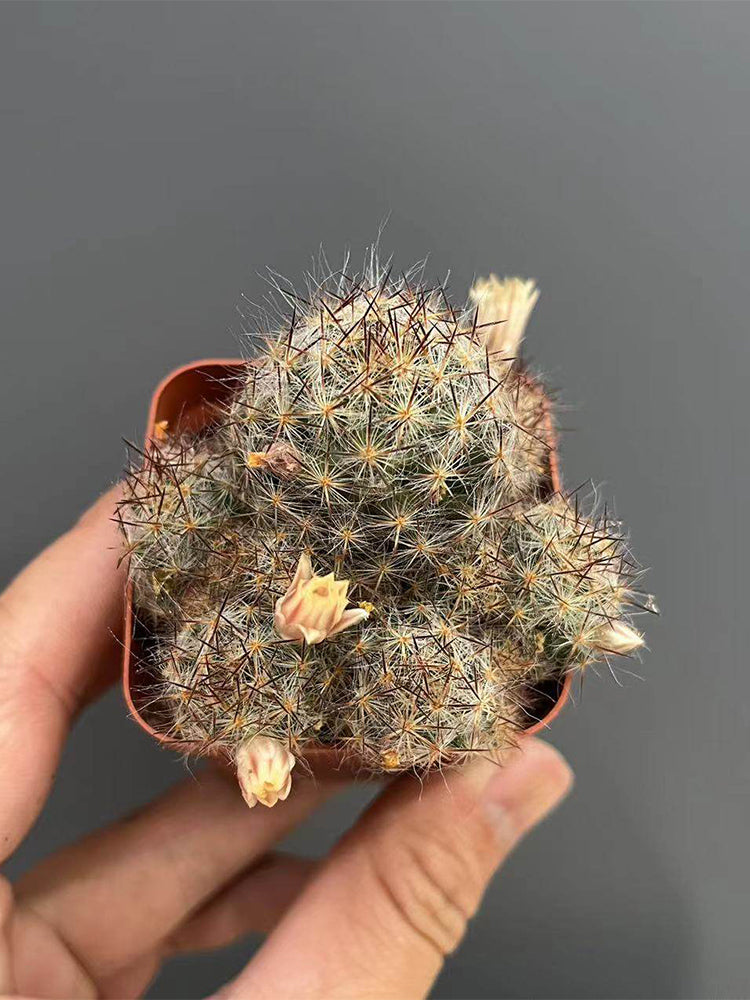 Mammillaria prolifera