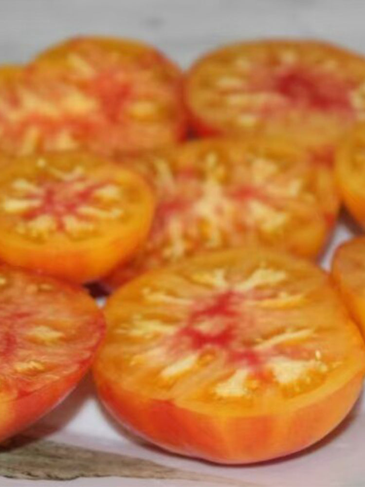 1037 Honey Avenue Tomato