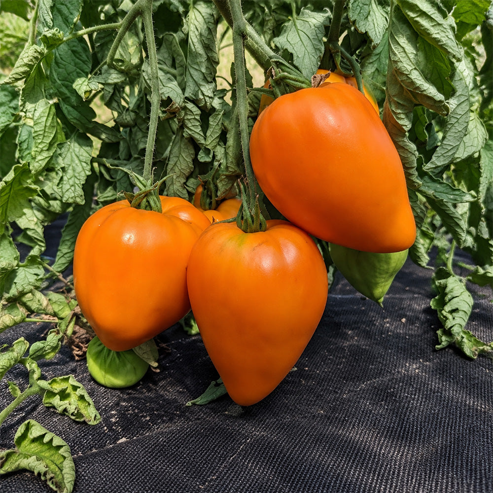 308 Orange Strawberry Tomato