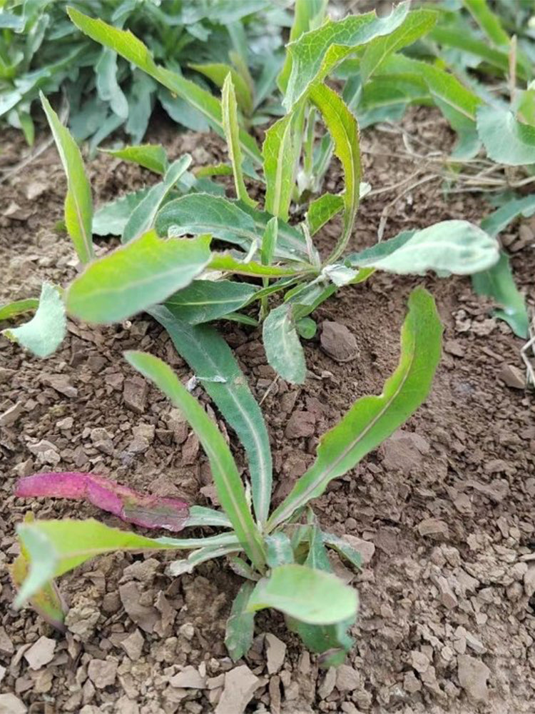 Jiliqingfeng Wild Qumai Chicory