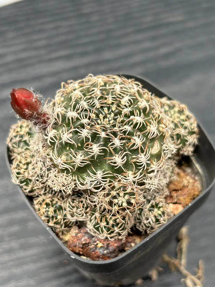 Echinopsis schieliana var. unguispina