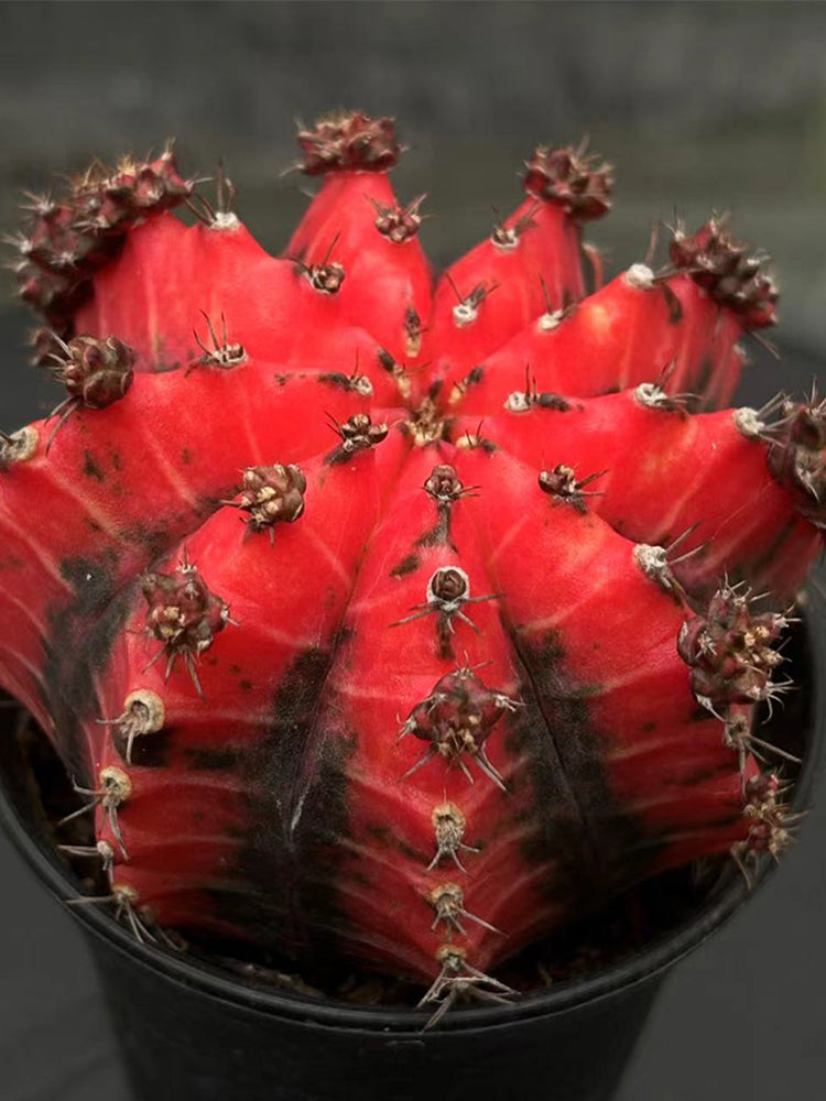 'Oil-Painted Peony' Red Live Cactus