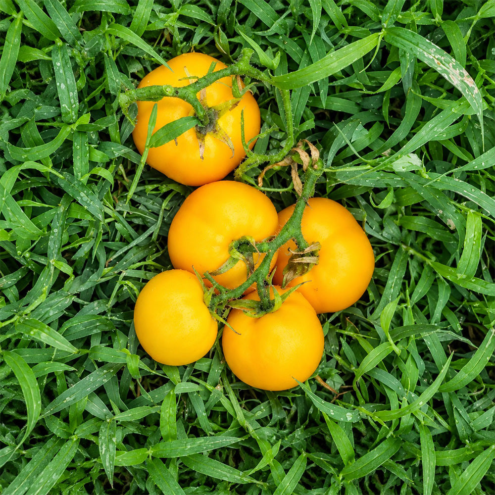 57 Utyonok Dwarf Tomato