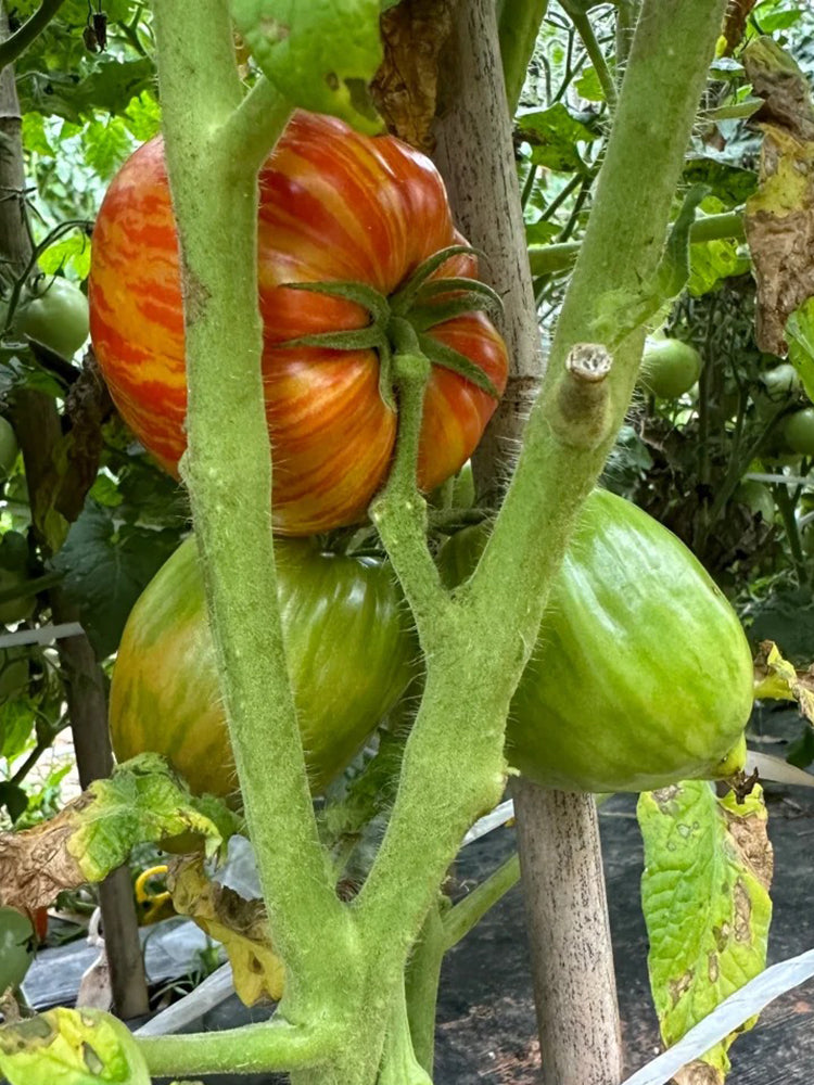 'Dwarf Stone Creek Heart' Tomato