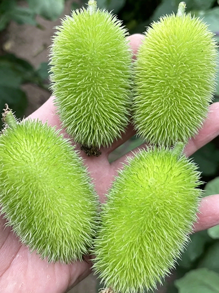 Little Hedgehog Cucumber