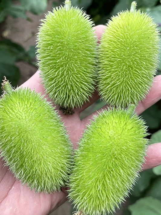 Little Hedgehog Cucumber