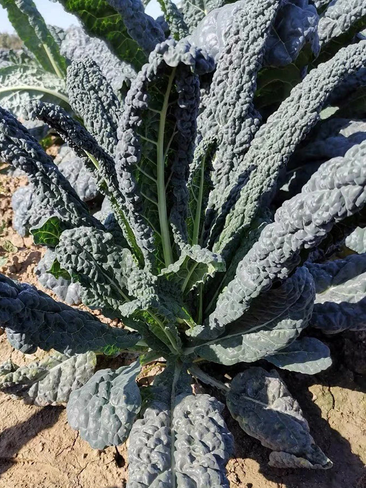 Dinosaur Kale