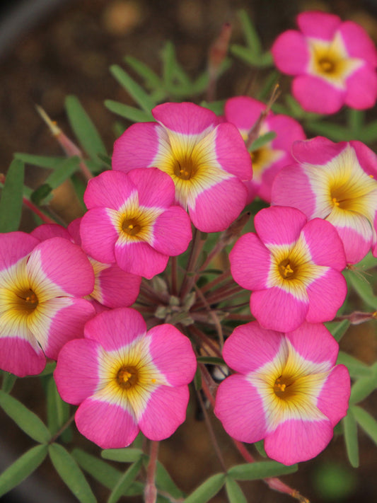 Oxalis obtusa Series Bulb - 'Rose Yael'