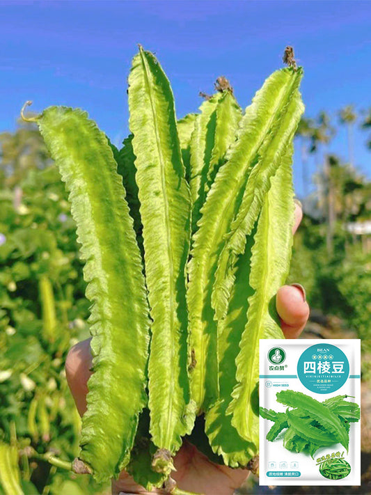 'Nongdianzan' Winged Bean