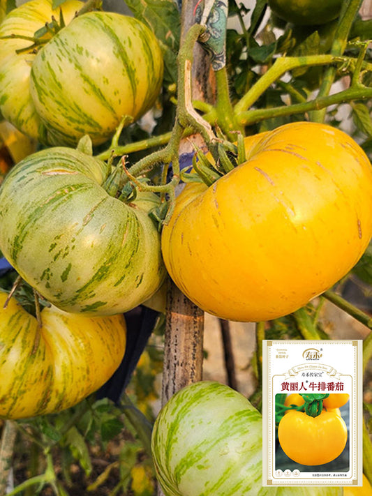 'Yellow Beauty' Beefsteak Tomato