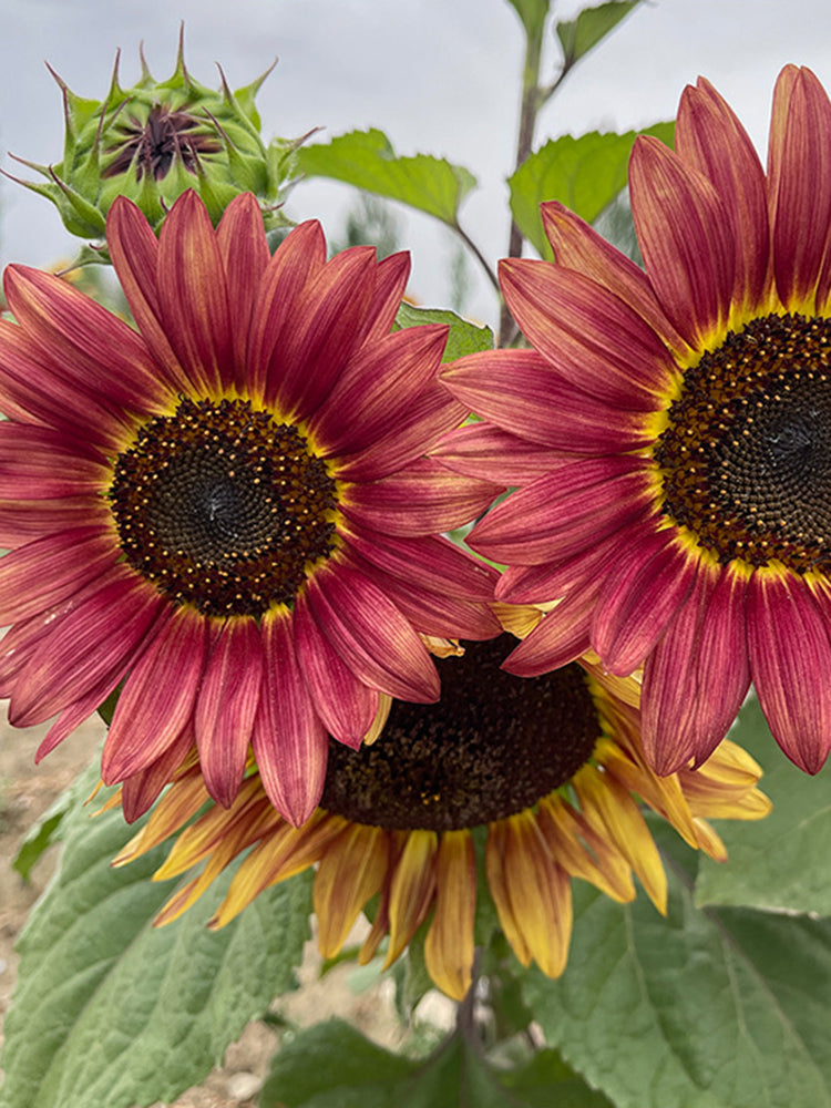 HEL25 Sunflower