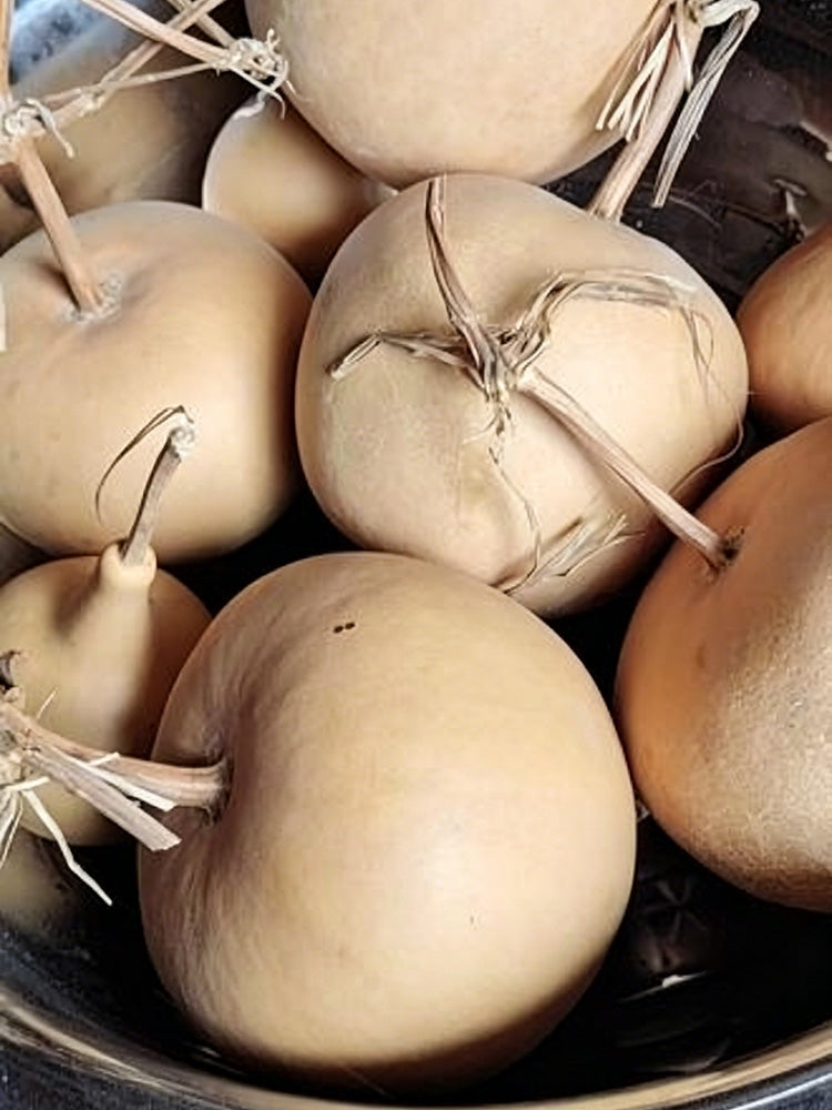Big Apple Gourd