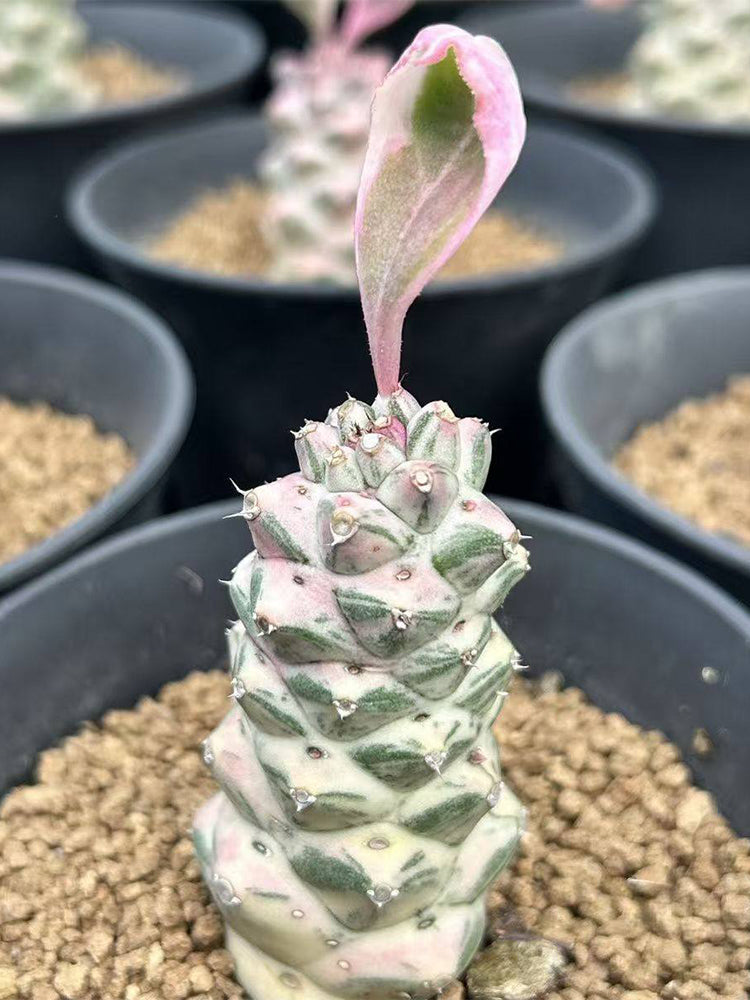 Monadenium ritchiei var. nyambense 'Variegata'
