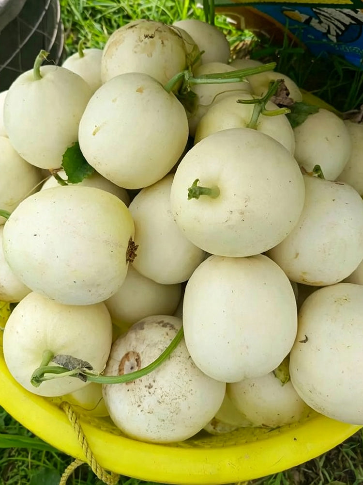 Shengyu No.1 F1 Melon