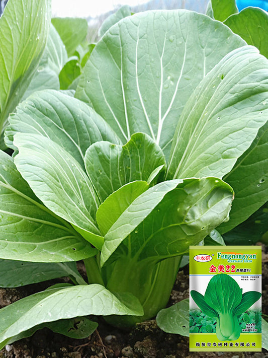 Jinmei 22 Green-stem Pak Choi