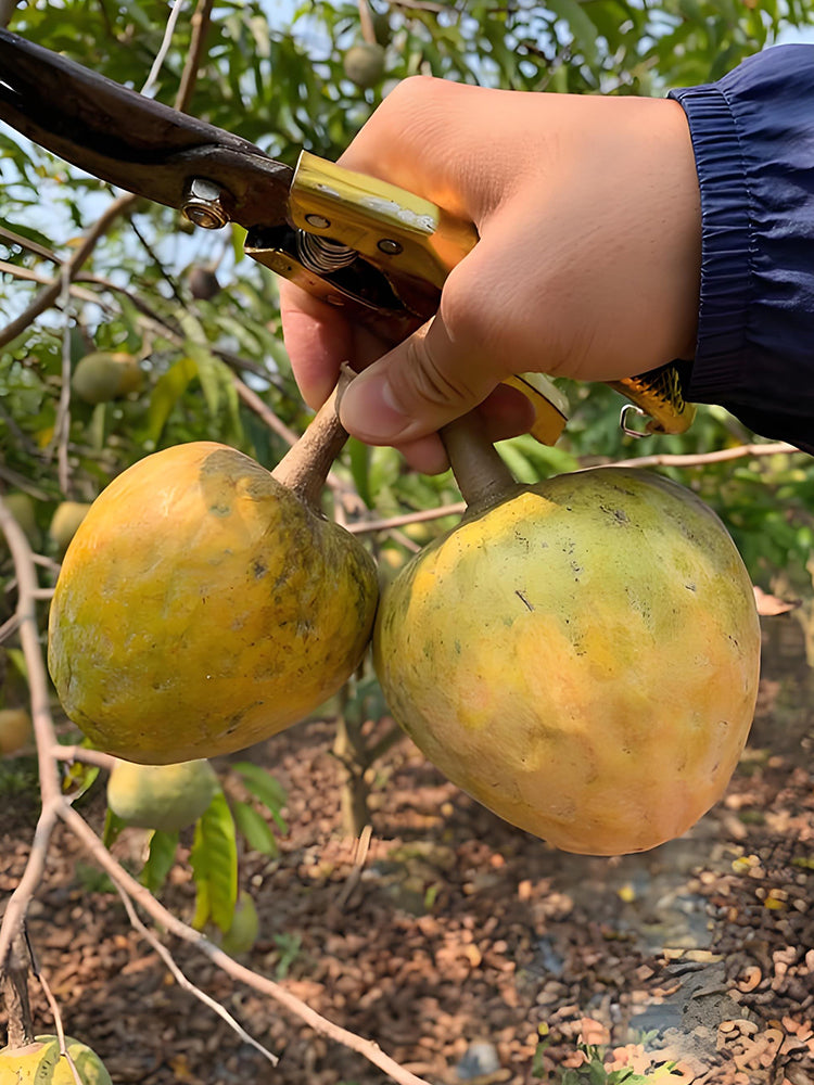 Annona Reticulata