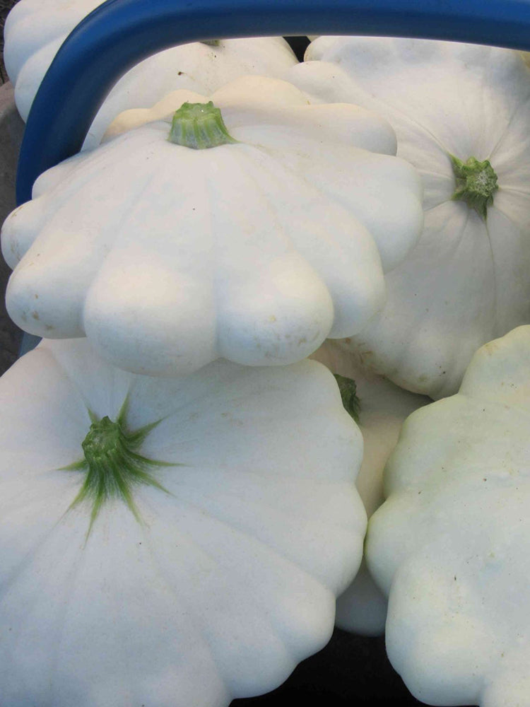 'White Flying Saucer' Gourd
