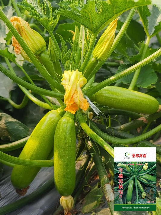 'Wansheng Chunqiubao' Zucchini