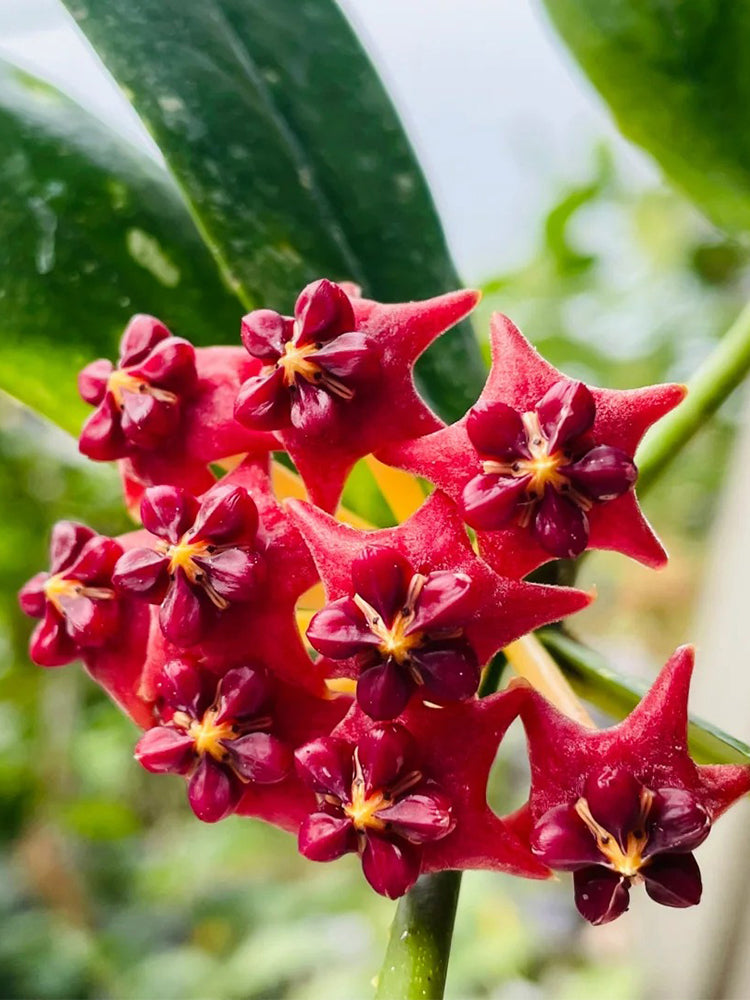 Hoya lobbii Unrooted Stem Cuttings