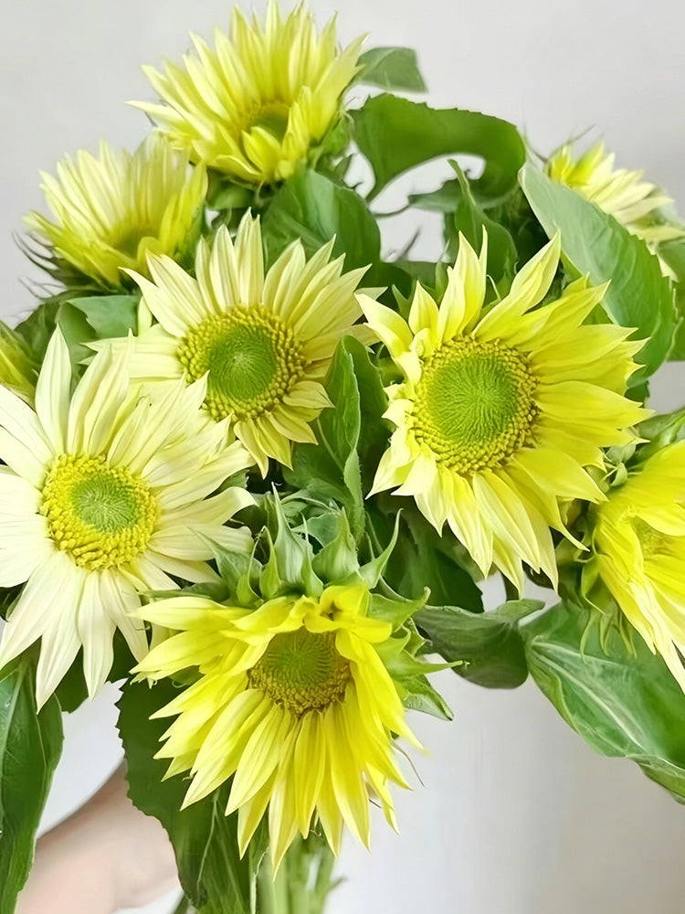 'Lotus Emergence' Sunflower