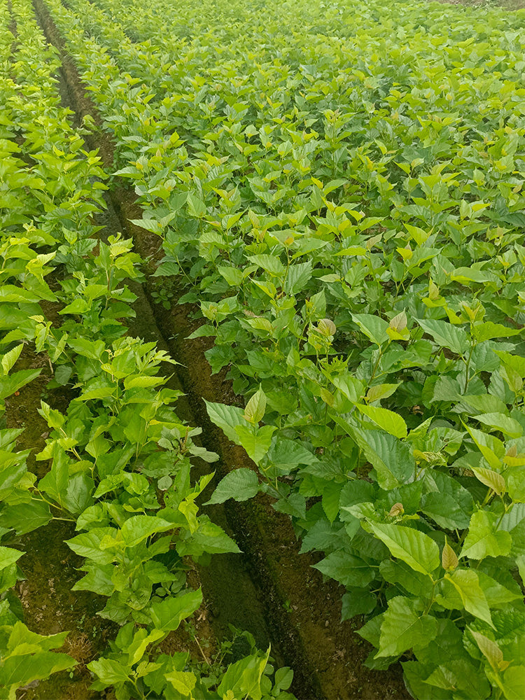 Korean Big White Pearl Mulberry