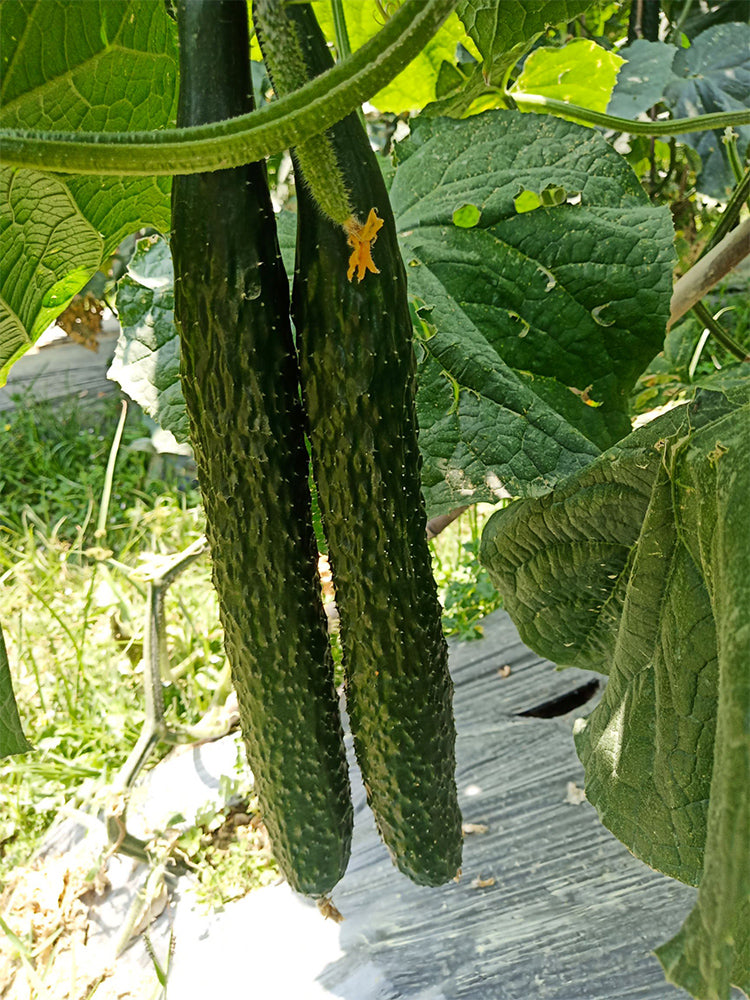 'Boya 816' Cucumber